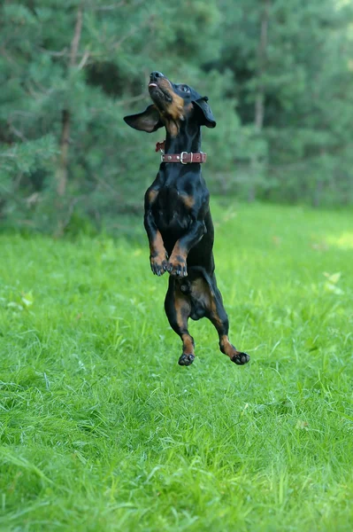 Salto cão Dachshund — Fotografia de Stock
